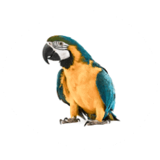 Bird Supplies