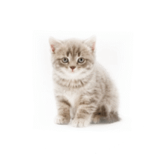 Cat Supplies