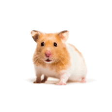 Small Pets Supplies