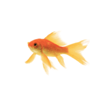 Fish Supplies