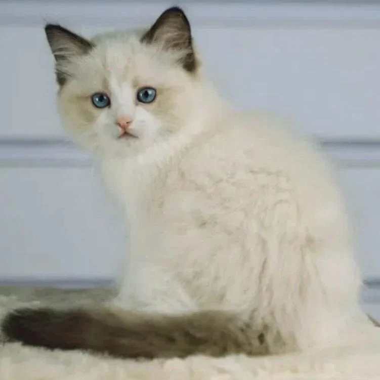 Arlo