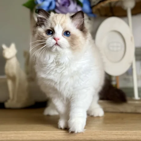 Casper - Male