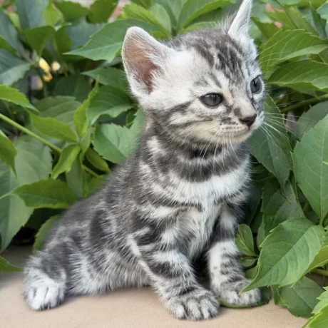 Dexter - Male