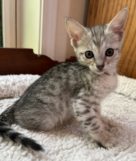 Elara - Female