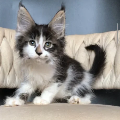 Finn - Male