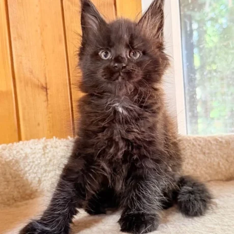 Jasper - Male