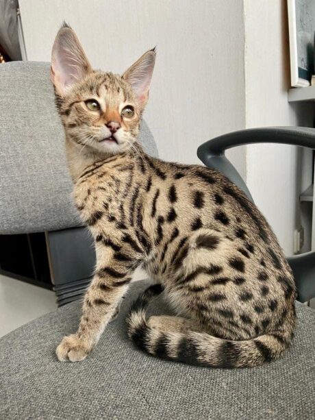 Juno - Female