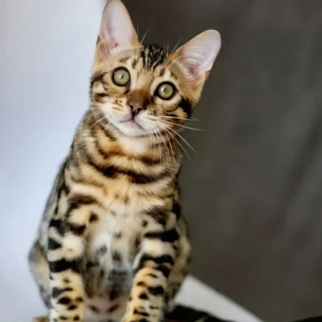 Kiara - Female