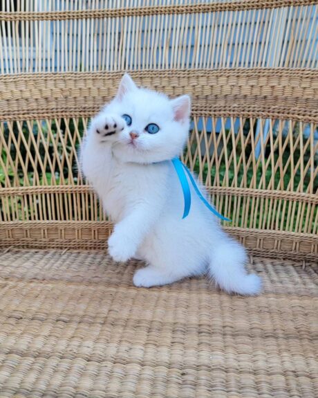 Kitty - Female