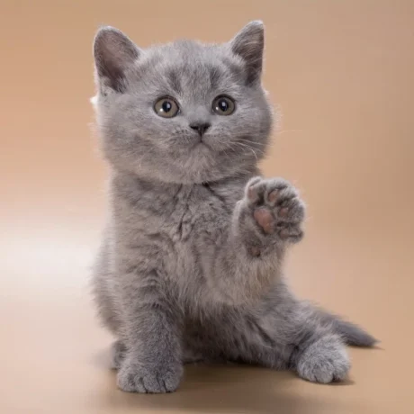 Leo - Male