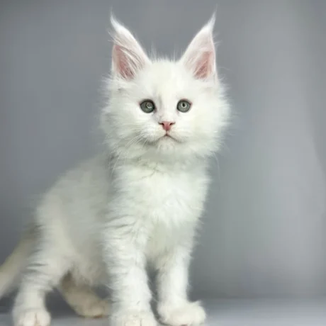 Luna - Female