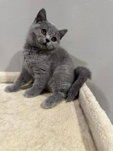 Luna - Female