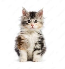 Maine Coon