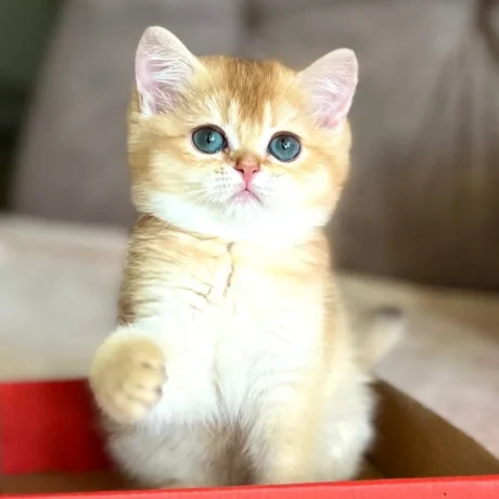 Milo - Male