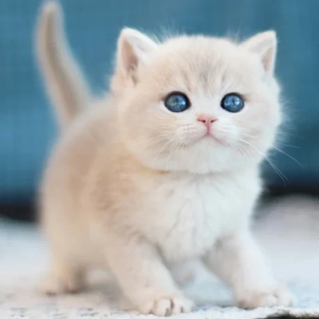 Nala - Female