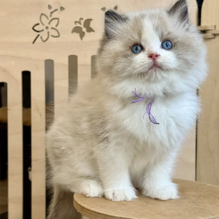Nova