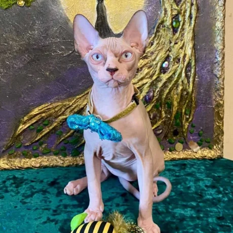Nyla - Female