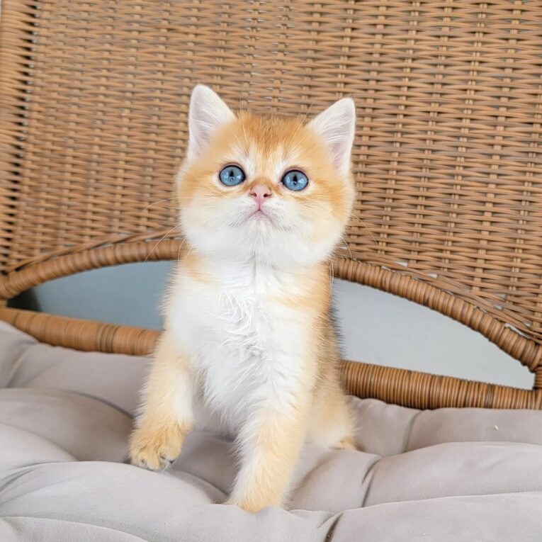 Oliver