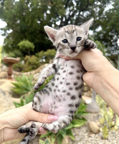 Orion - Male