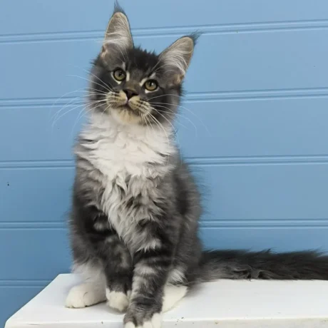 Rocky - Male