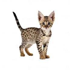Savannah