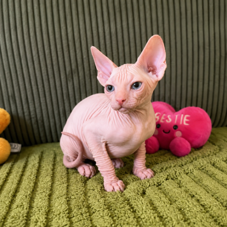 Suki - Female