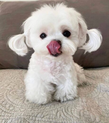 Teddy - Male