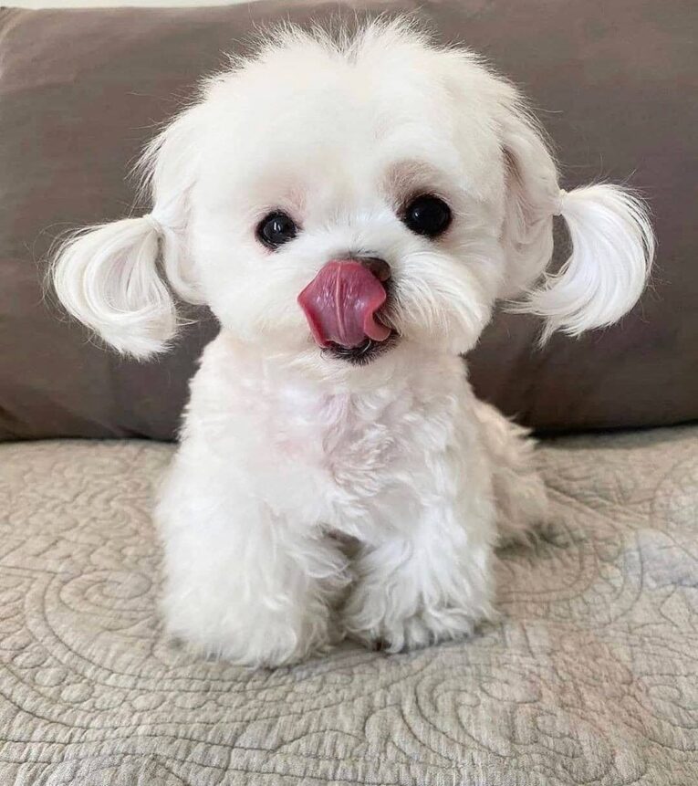 Teddy