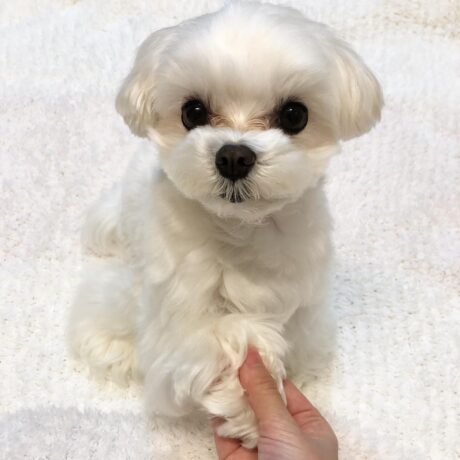 Winston - Male