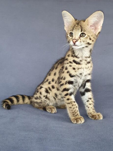 Zena - Female