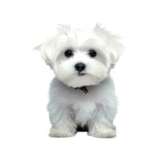 Maltese