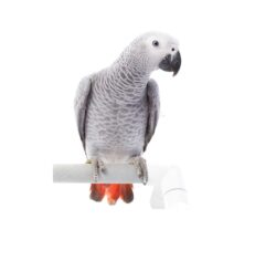African Grey