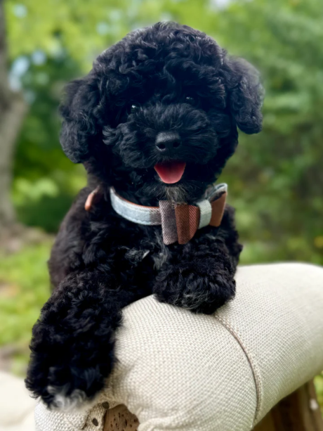 Archie - Male