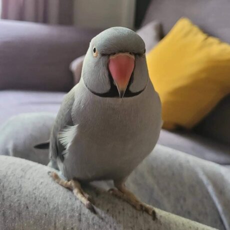 Arlo - Male