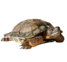 Reptiles