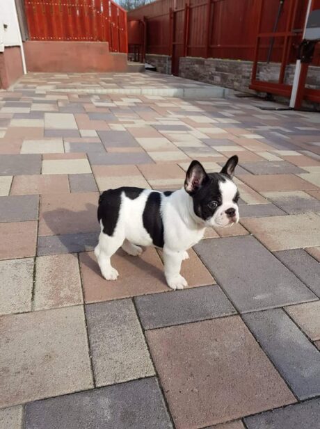 Baxter - Male
