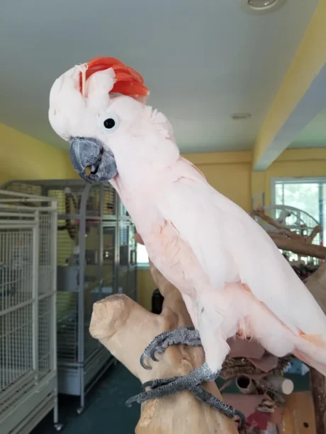 Bella - Female