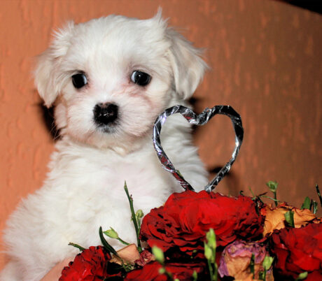 Bentley - Male