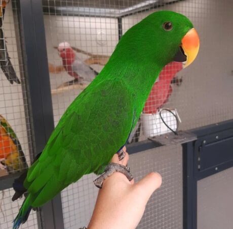 Cedar - Male