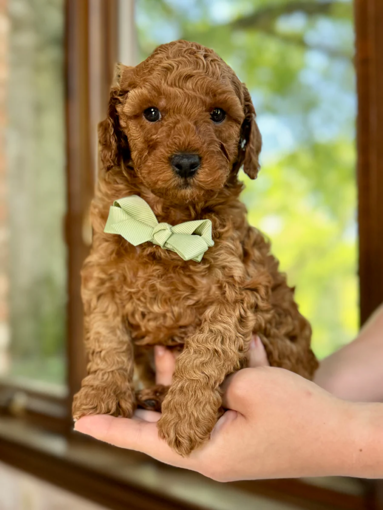 Cooper