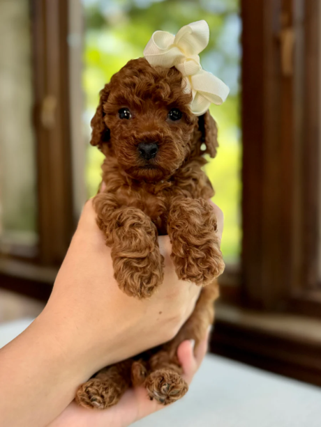 Daisy Mae - Female