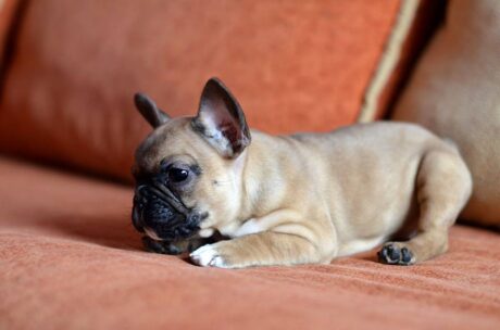 Diesel - Male