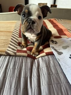 Duke - Male