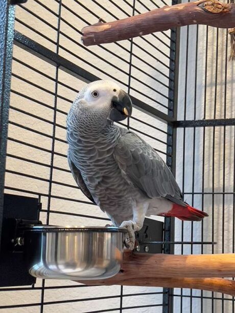 Echo - Male