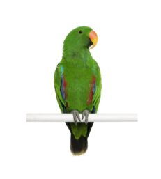 Eclectus
