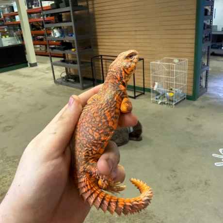 Ember - Female