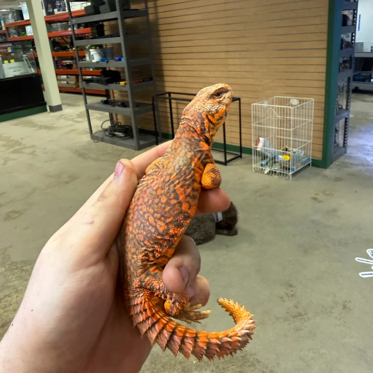 Ember