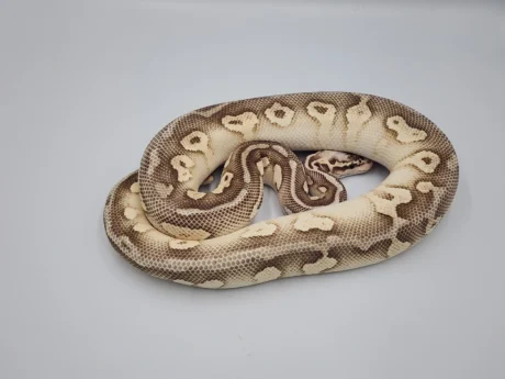 Ember - Female
