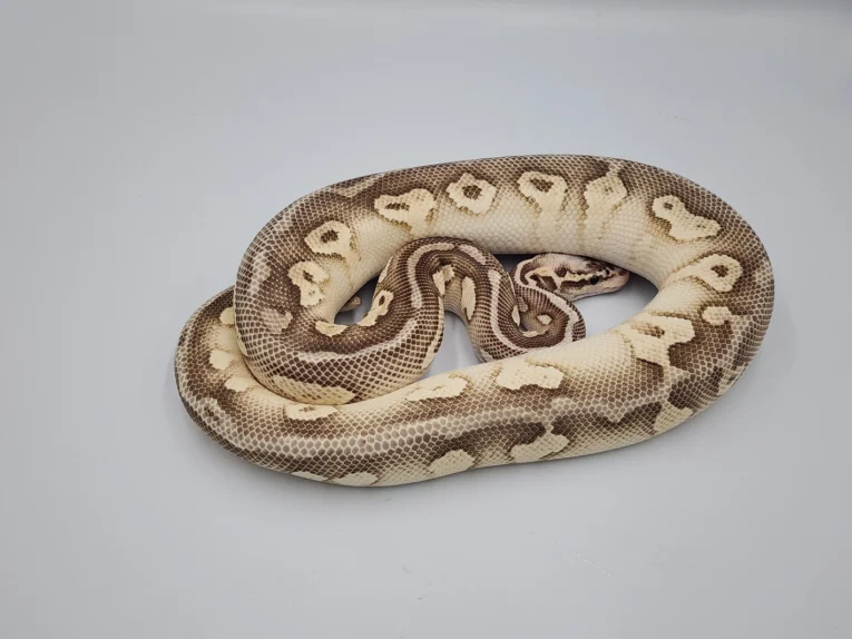 Ember