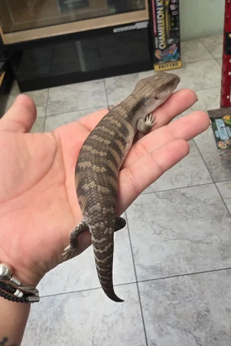 Flint - Male